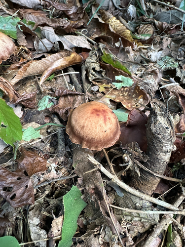 Cortinarius distans