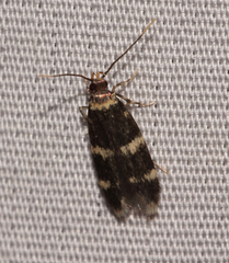 Oegoconia deauratella