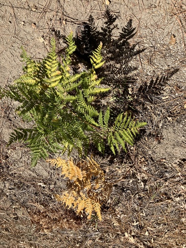 iNaturalist observation photo of Hairy brackenfern