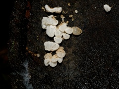 Physalacria australiensis