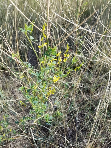 Yellow Sweetclover