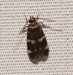 Oegoconia deauratella