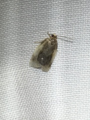 Clepsis melaleucanus