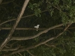 Cacatua