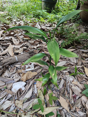 Dracaena sanderiana