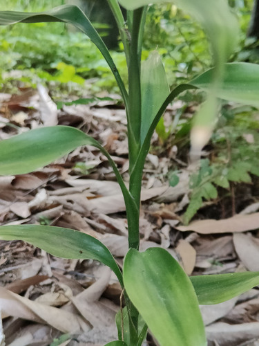 Dracaena sanderiana