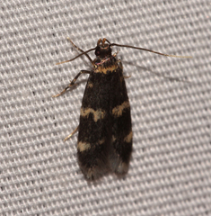 Oegoconia deauratella