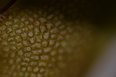 Marsupella sphacelata