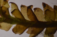 Marsupella sphacelata