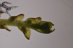 Marsupella sphacelata