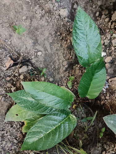 Dorstenia bahiensis