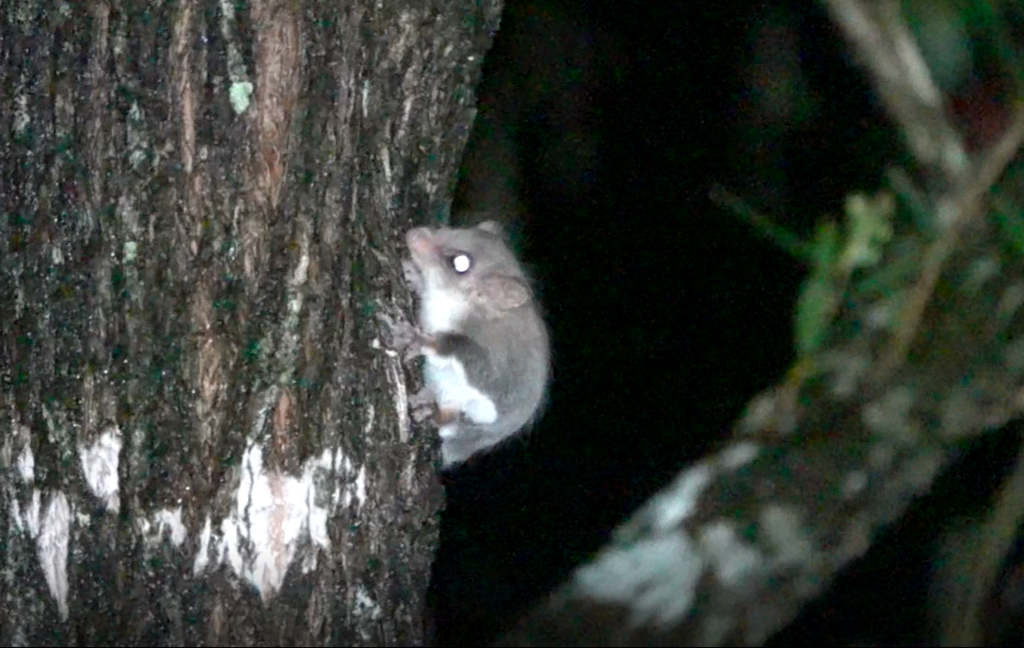 Broad-toed Feather-tailed Glider