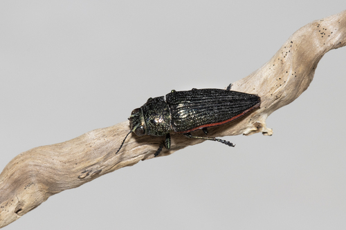 Lampetis roseocarinata