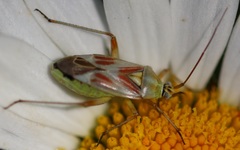 Calocoris roseomaculatus roseomaculatus