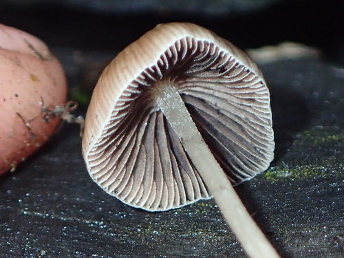 Owingsia PNW01 graham.jpg