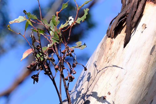 Image of Eucalyptus astringens by (c) Peter Crowcroft, some rights reserved (CC BY)