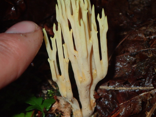 Owingsia PNW01 graham.jpg