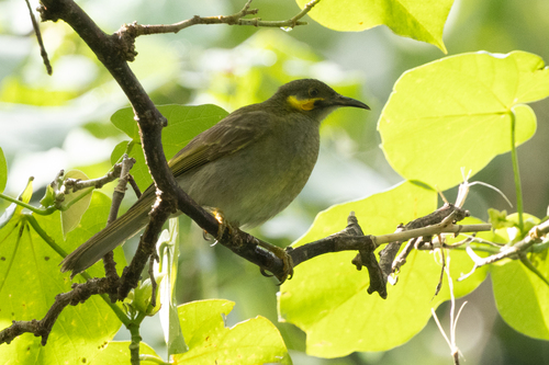 Foulehaio carunculatus observed 2024-10-11