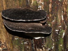Postia pelliculosa