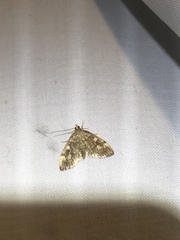Anania coronata