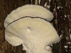 Postia pelliculosa