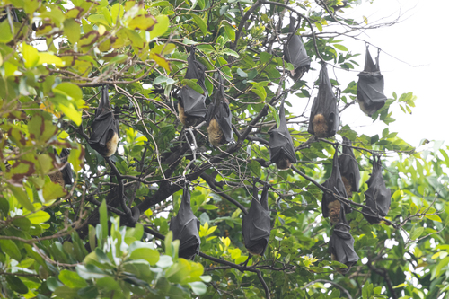 Pteropus tonganus observed 2024-10-11