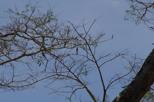 Image of Vachellia leucophloea by (c) Eric Knight, some rights reserved (CC BY)