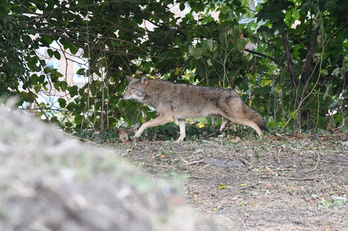 Coyote photographed in New York