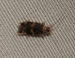 Oegoconia deauratella