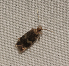 Oegoconia deauratella