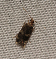 Oegoconia deauratella