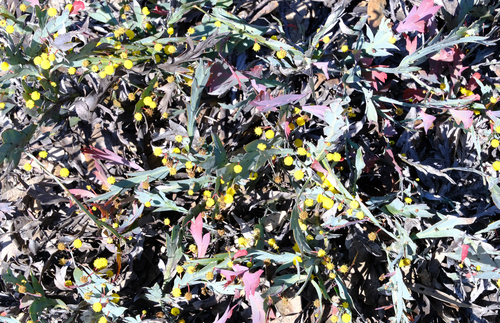 Image of Acacia glaucoptera by (c) Peter Crowcroft, some rights reserved (CC BY)
