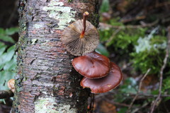 Hypholoma brunneum