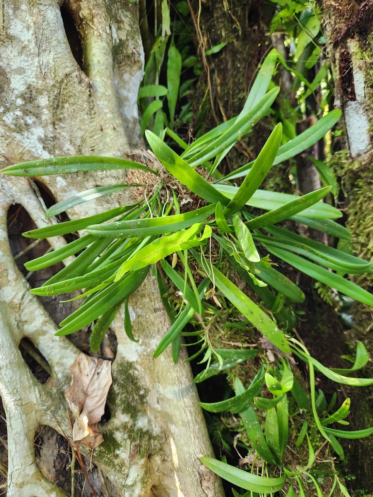 Bulbophyllum samoanum