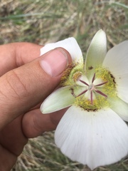Calochortus ambiguus