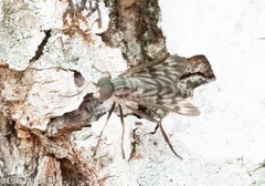 Tabanomorpha