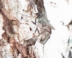 Tabanomorpha