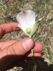 Calochortus ambiguus
