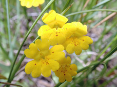 Erythranthe primuloides
