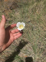 Calochortus ambiguus