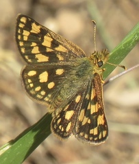 Carterocephalus skada