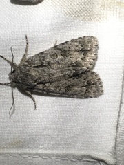 Acronicta spinigera