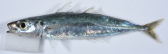 Shortfin Scad photo 2