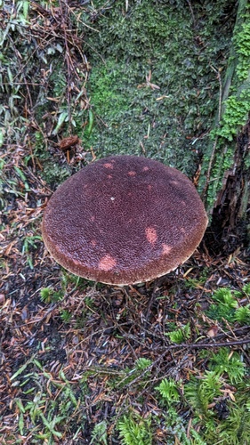 Admirable Bolete