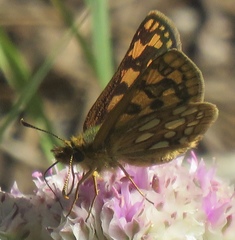 Carterocephalus skada