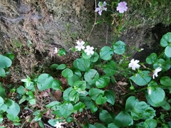 Claytonia sibirica