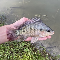 Nile Tilapia photo 4