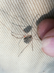 Trachyrhinus marmoratus