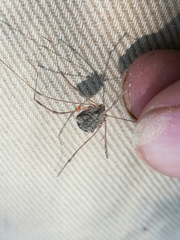 Trachyrhinus marmoratus