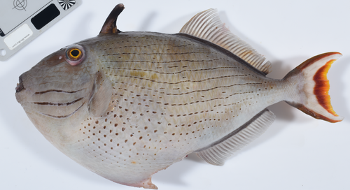 Striped Triggerfish